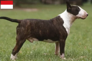 Read more about the article Bull Terrier breeders and puppies in Vienna