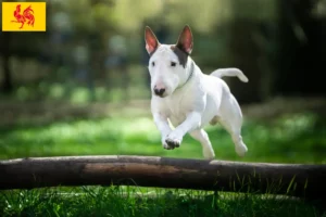 Read more about the article Bull Terrier breeders and puppies in Walloon Region