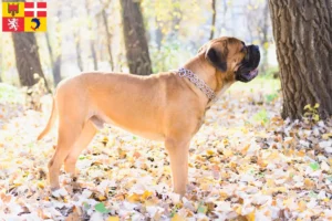 Read more about the article Bullmastiff breeders and puppies in Auvergne-Rhône-Alpes