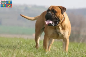 Read more about the article Bullmastiff breeders and puppies in Bourgogne-Franche-Comté