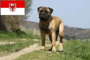 Read more about the article Bullmastiff breeders and puppies in Brandenburg