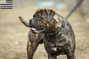 Read more about the article Bullmastiff breeders and puppies in Brittany