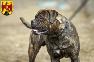 Read more about the article Bullmastiff breeders and puppies in Burgenland