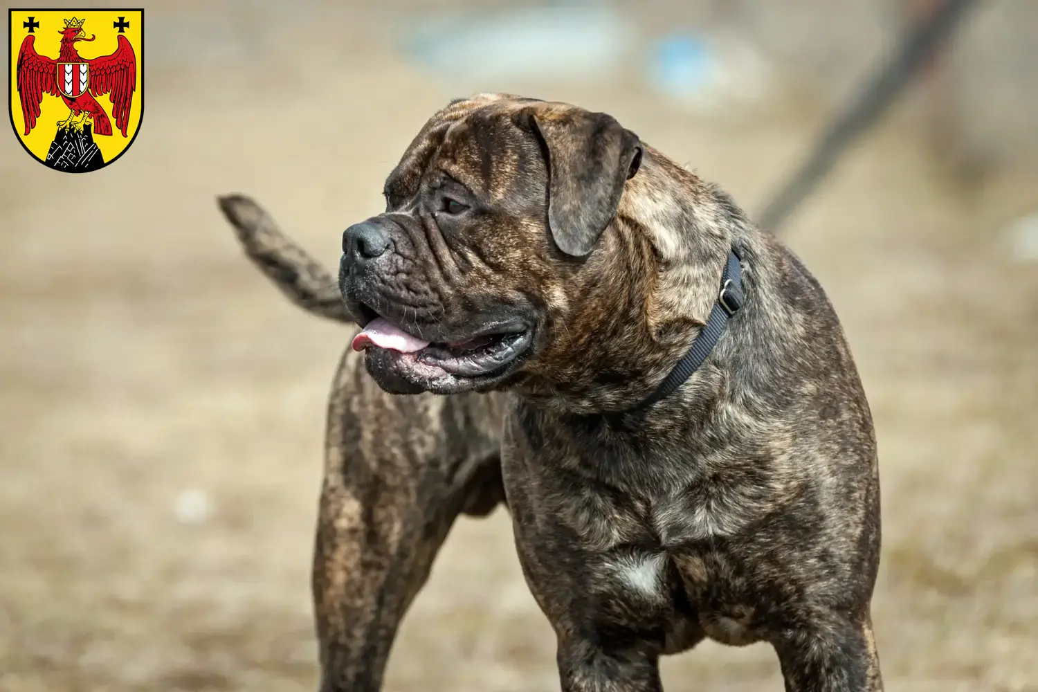 Read more about the article Bullmastiff breeders and puppies in Burgenland