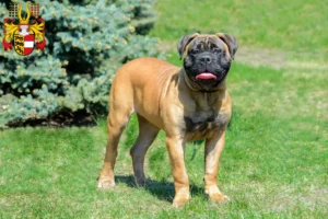 Read more about the article Bullmastiff breeders and puppies in Carinthia