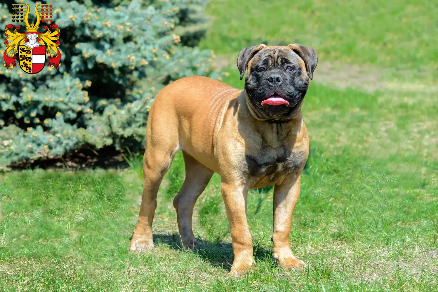 Read more about the article Bullmastiff breeders and puppies in Carinthia