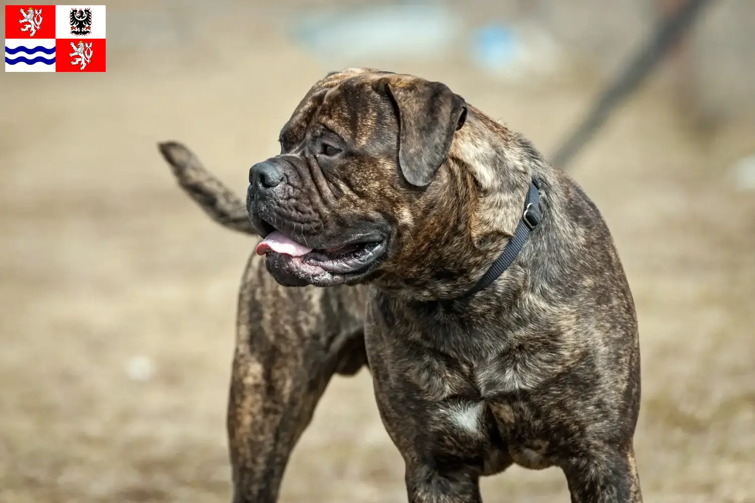 Read more about the article Bullmastiff breeders and puppies in Central Bohemia