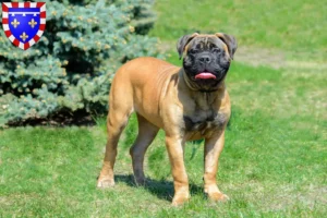 Read more about the article Bullmastiff breeders and puppies in Centre-Val de Loire