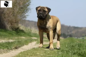 Read more about the article Bullmastiff breeders and puppies in Corsica