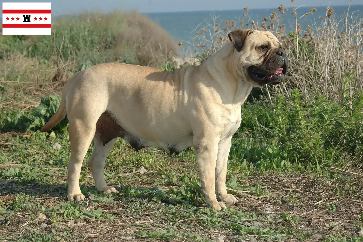 Read more about the article Bullmastiff breeders and puppies in Drenthe