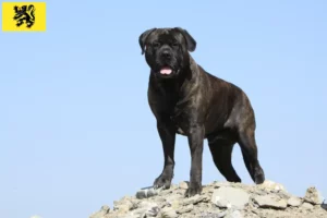 Read more about the article Bullmastiff breeders and puppies in Flanders