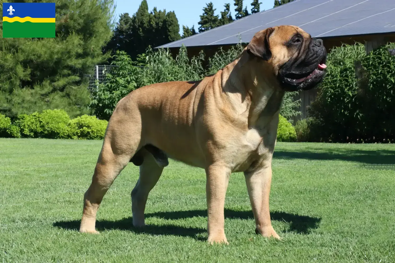 Read more about the article Bullmastiff breeders and puppies in Flevoland