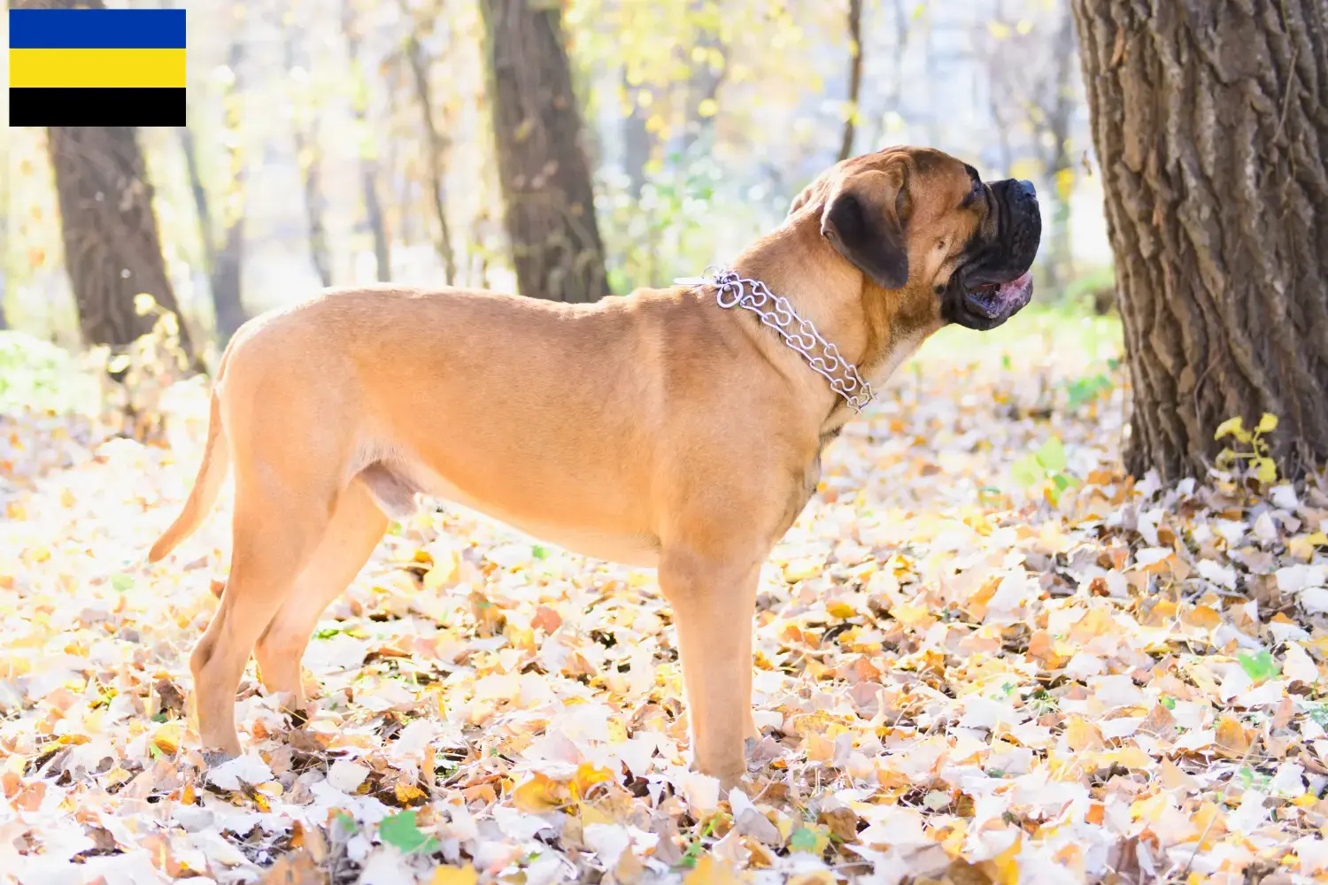 Read more about the article Bullmastiff breeders and puppies in Gelderland