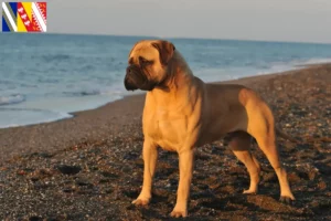 Read more about the article Bullmastiff breeders and puppies in Grand Est