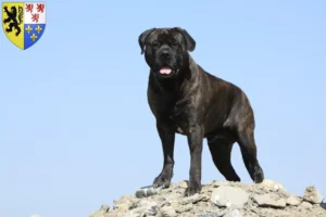 Read more about the article Bullmastiff breeders and puppies in Hauts-de-France