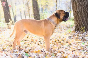 Read more about the article Bullmastiff breeders and puppies in Hovedstaden