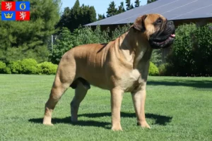 Read more about the article Bullmastiff breeders and puppies in Hradec Králové