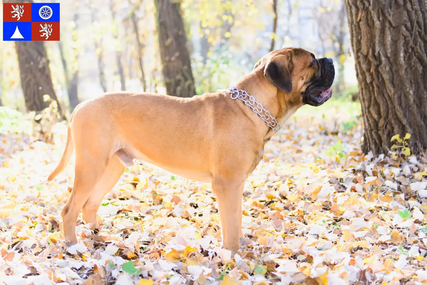 Read more about the article Bullmastiff breeders and puppies in Liberec