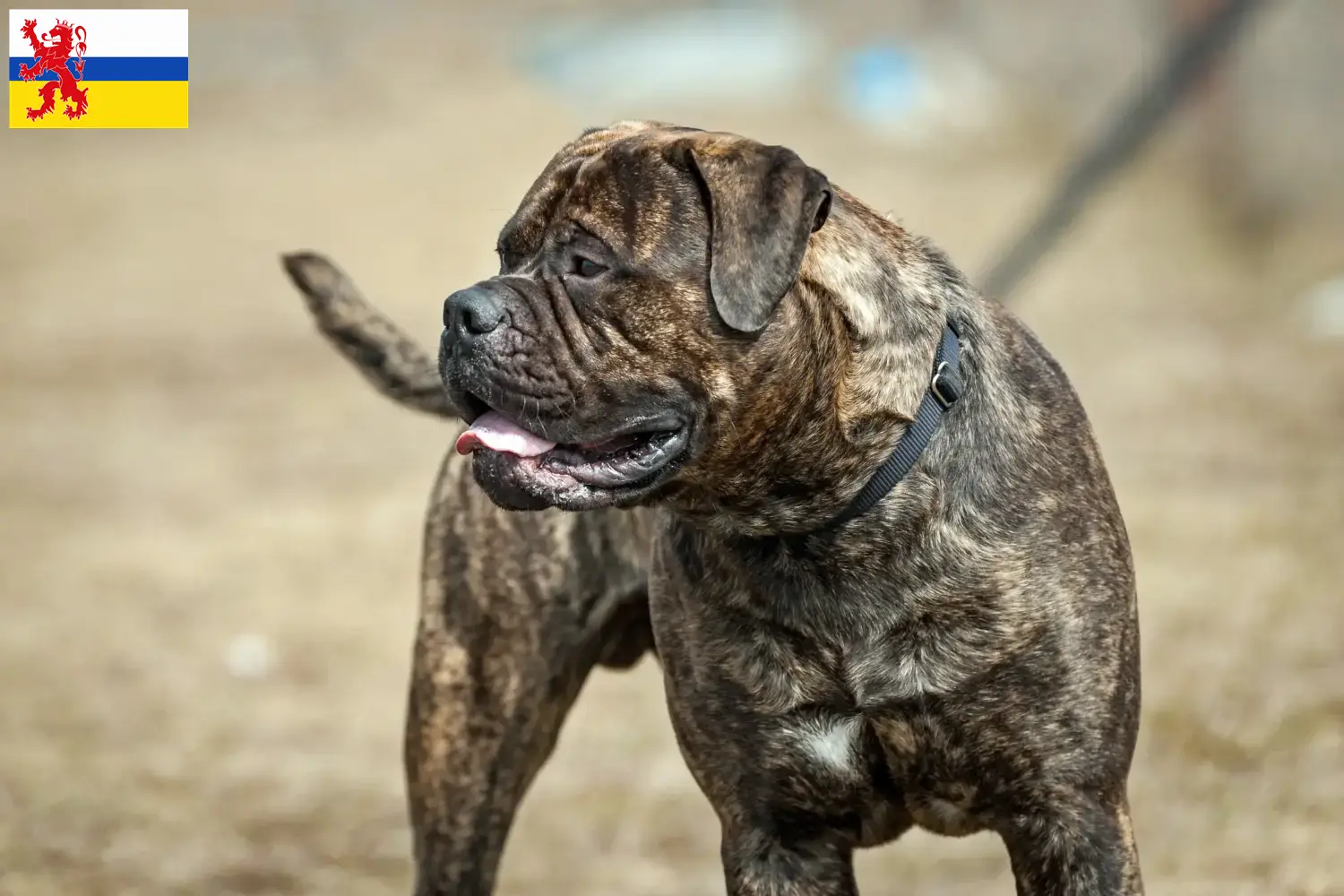 Read more about the article Bullmastiff breeders and puppies in Limburg