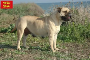 Read more about the article Bullmastiff breeders and puppies in Normandy