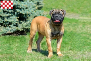 Read more about the article Bullmastiff breeders and puppies in North Brabant