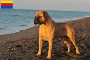 Read more about the article Bullmastiff breeders and puppies in North Holland