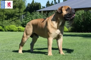 Read more about the article Bullmastiff breeders and puppies in Nouvelle-Aquitaine