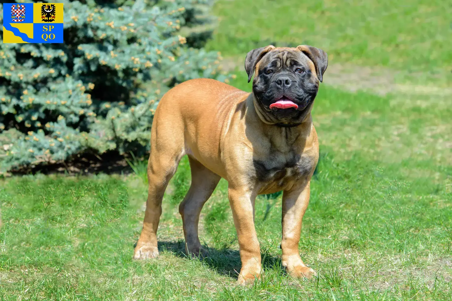 Read more about the article Bullmastiff breeders and puppies in Olomouc