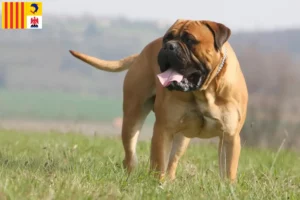 Read more about the article Bullmastiff breeders and puppies in Provence-Alpes-Côte d’Azur