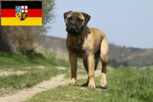 Read more about the article Bullmastiff breeders and puppies in Saarland