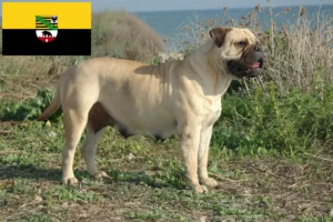 Read more about the article Bullmastiff breeders and puppies in Saxony-Anhalt