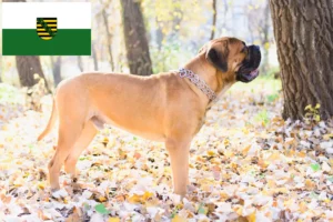 Read more about the article Bullmastiff breeders and puppies in Saxony