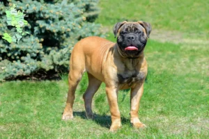 Read more about the article Bullmastiff breeders and puppies in Sjælland