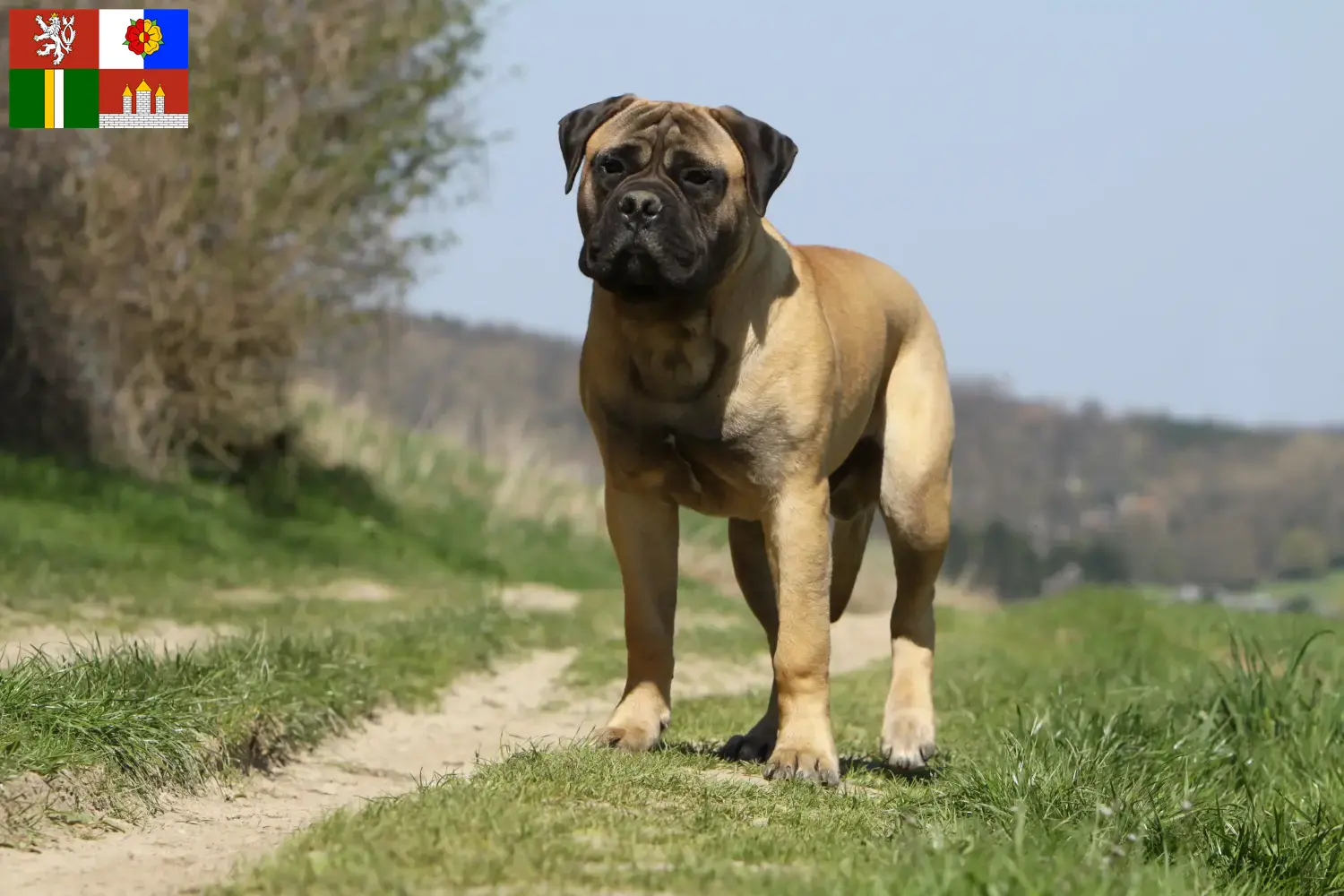 Read more about the article Bullmastiff breeders and puppies in South Bohemia