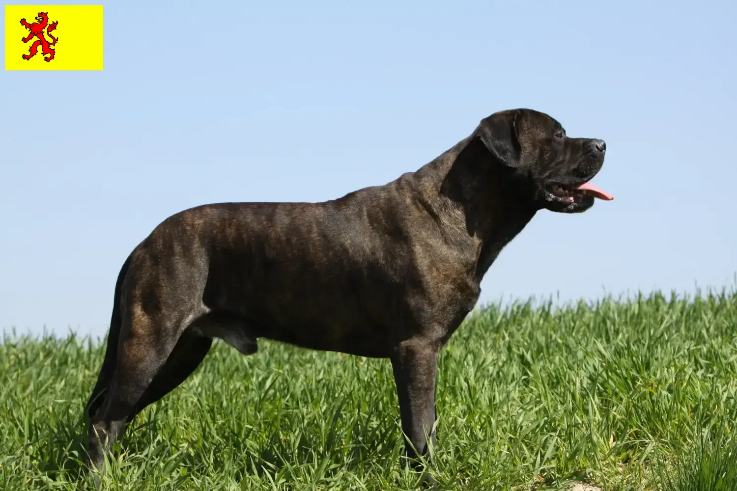 Read more about the article Bullmastiff breeders and puppies in South Holland