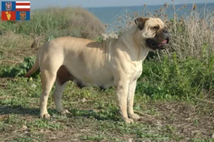 Read more about the article Bullmastiff breeders and puppies in South Moravia