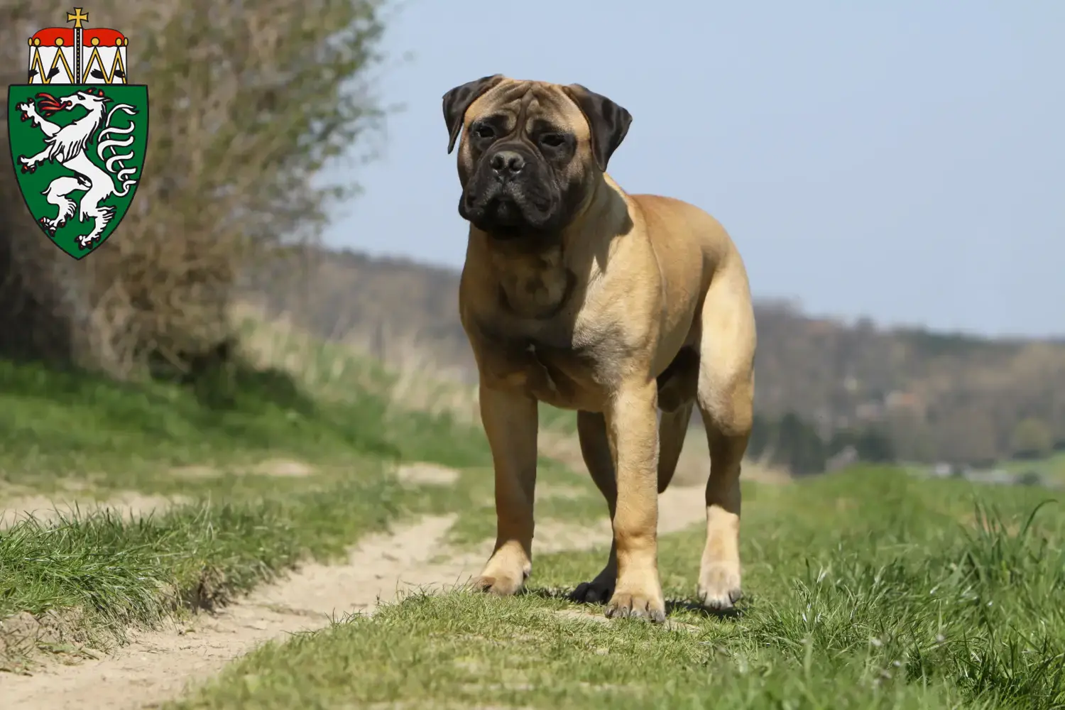 Read more about the article Bullmastiff breeders and puppies in Styria