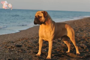 Read more about the article Bullmastiff breeders and puppies in Syddanmark