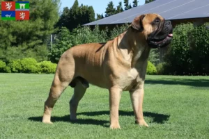 Read more about the article Bullmastiff breeders and puppies in Ústí