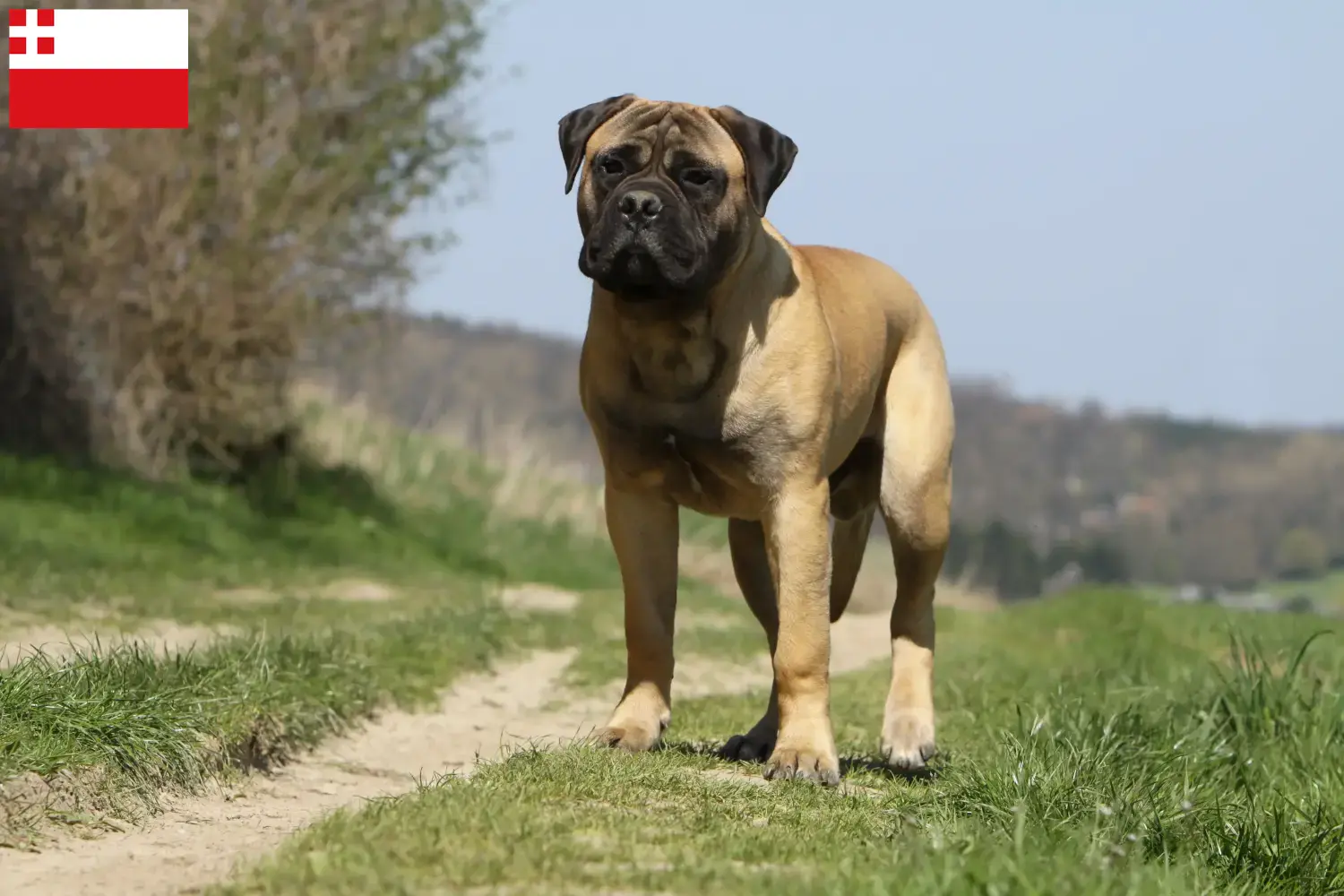 Read more about the article Bullmastiff breeders and puppies in Utrecht