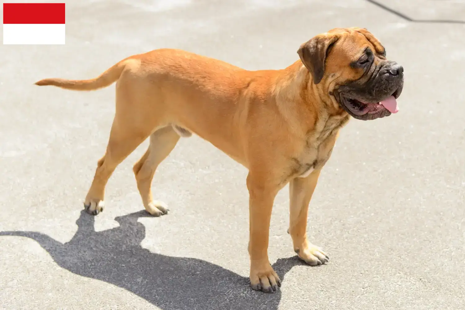 Read more about the article Bullmastiff breeders and puppies in Vienna