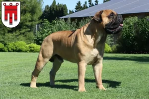 Read more about the article Bullmastiff breeders and puppies in Vorarlberg