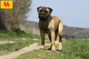 Read more about the article Bullmastiff breeders and puppies in Walloon Region