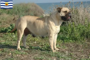 Read more about the article Bullmastiff breeders and puppies in Zeeland