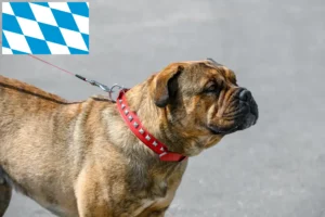 Read more about the article Ca de Bou breeders and puppies in Bavaria