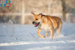 Read more about the article Ca de Bou breeders and puppies in Bourgogne-Franche-Comté