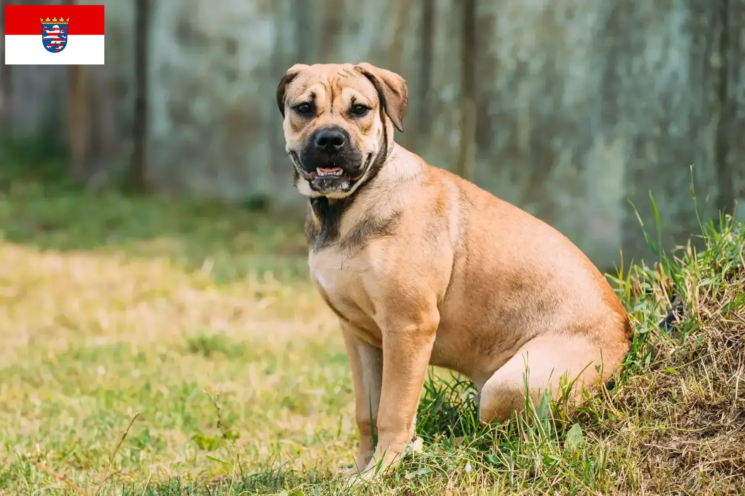 Read more about the article Ca de Bou breeders and puppies in Hessen