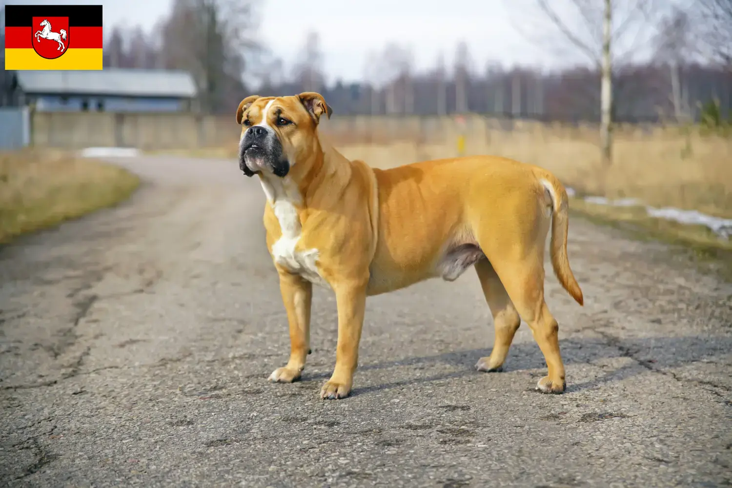 Read more about the article Ca de Bou breeders and puppies in Lower Saxony