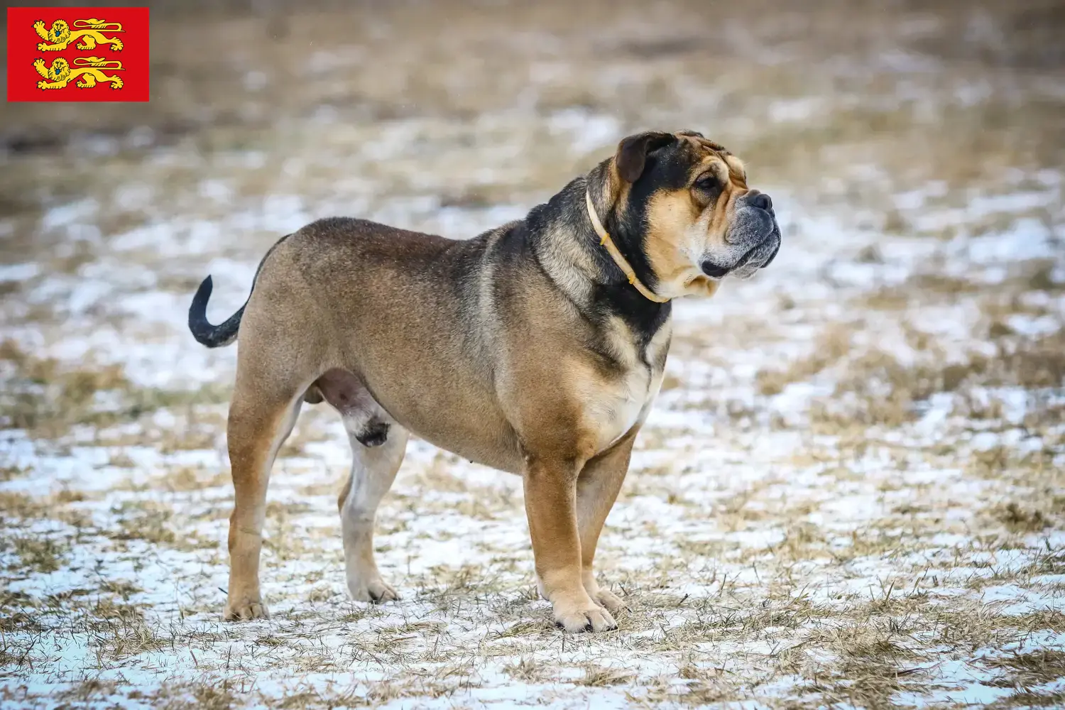 Read more about the article Ca de Bou breeders and puppies in Normandy