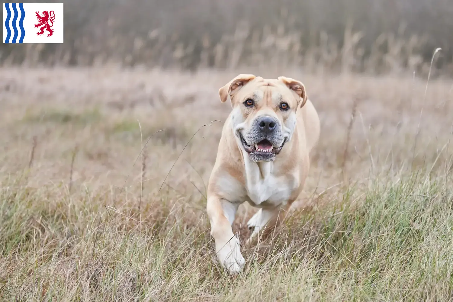 Read more about the article Ca de Bou breeders and puppies in Nouvelle-Aquitaine